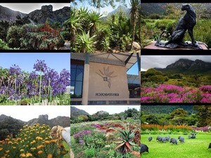 Kirstenbosch National Botanical Garden -
