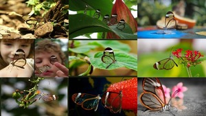 Mariposas de Cristal - Glasflgelfalter .. nicht blttern