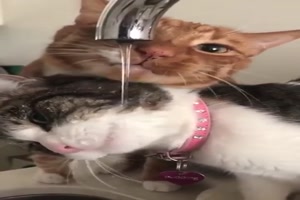 Katzen trinken gemeinsam Wasser