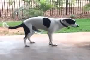 Hund mit Hulahoop-Reifen