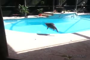 Und ab in den Pool mit der Katze