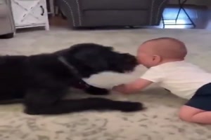 Hund bespat Baby