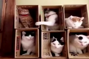 Katzengarage