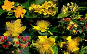 Tutsans - Hypericum - Echtes Johanniskraut