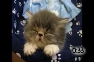 62 Sekunden bis Katzenbabys in den Schlaf fallen