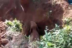 Elefantenbaby-Rettung