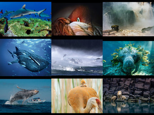 best wallpapers 2009 from national geographic 