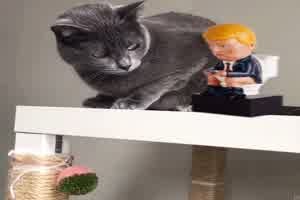 selbst die Katze hat den Trump satt