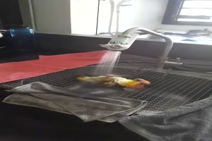 Papagei nimmt Dusche