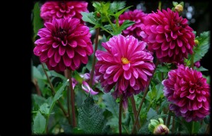 Belles fleurs - Schne Blumen