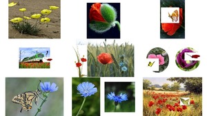 Coquelicots Gifs Animations - Mohnblumen ... nicht blttern