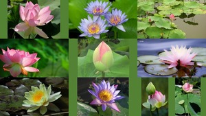 Fleur de Lotus - Lotus Blume