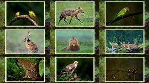 Mithun Photographe animalier -2 - Mithun Wildlife Fotograf 2