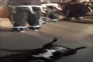 Rumhampeln kann der Hund auch