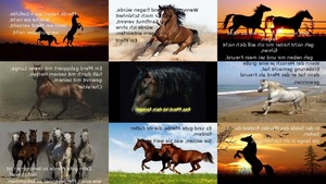Das Pferd ist dein Spiegel
