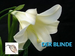 der Blinde