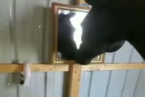 Ein Pferd entdeckt einen Spiegel