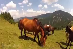 Das Pferd beisst