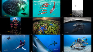 Ocean Photography Awards 2020 2-2