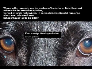 Hund