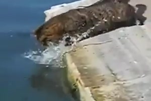 Katze fängt Fisch