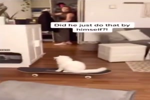 Katze fhrt Skateboard