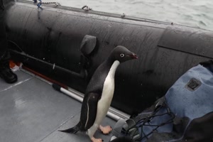Pinguine im Boot