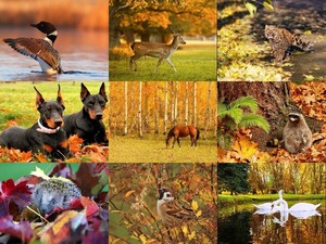 Animals and Autumn