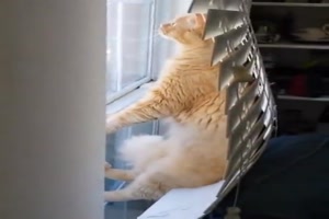 Katze fhlt sich wohl am Fenster