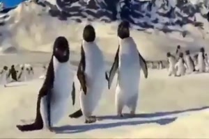 Weihnachts-Tanz der Pinguine
