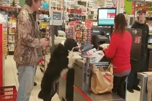 Hund kauft ein