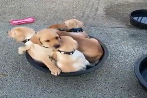 Alle Hunde in einer Schssel