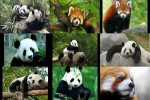 Panda.ppsx auf www.funpot.net