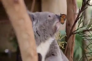 ser Koala Br und der Schmetterling