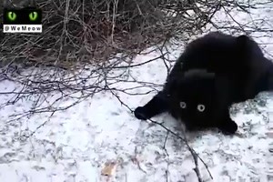 Katzen im Schnee