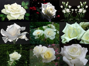 White Roses - Weie Rosen