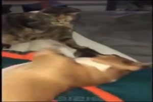 böse Katze