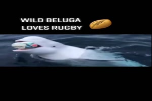 ein Beluga-Wal spielt Ball