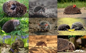 Hedgehogs - Igel