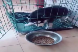 Zu hektisch der kleine Hund