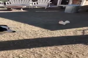 Huhn flchtet vor kleinen Hunden