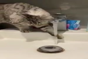 Katze spielt mit dem Wasser