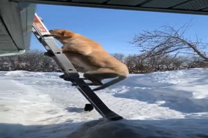 Hund klettert Leiter hoch