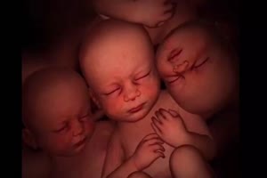 Die drei Embryonen