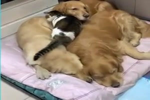 Katze quetscht sich zwischen Hunde rein