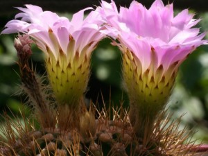 acanthocalycium