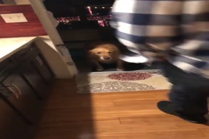 Hund sieht die offene Tre nicht