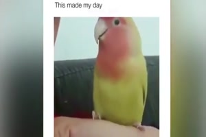 Lustige Vögel