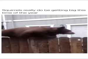Bär kletter Zaun entlang