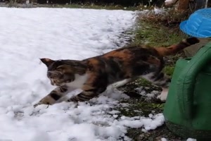 Katze kennt noch keinen Schnee